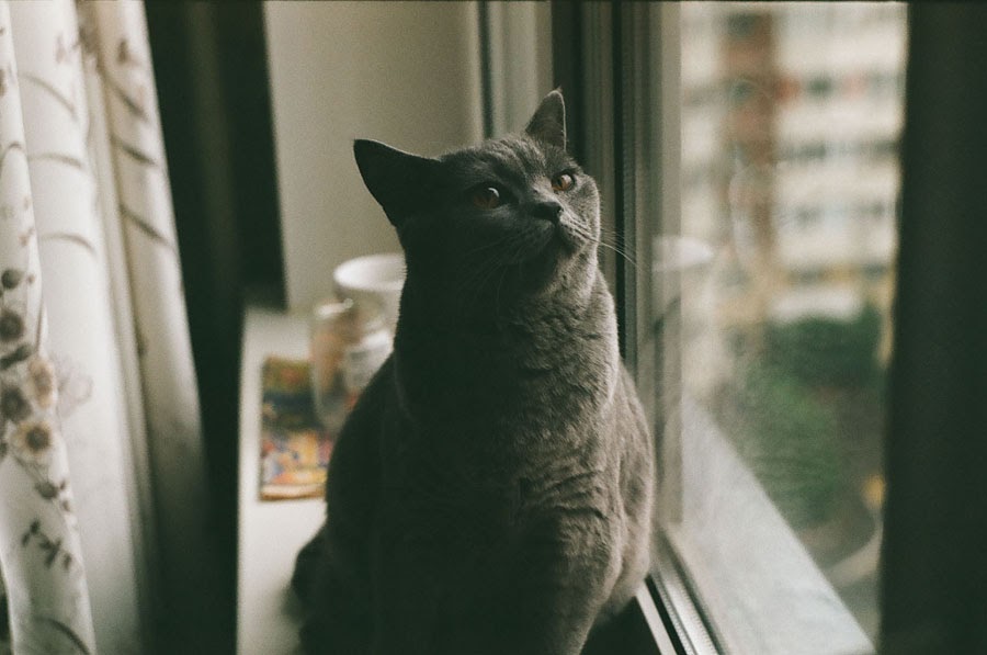 Film photography - Zenit Film Camera - maricandance - cat