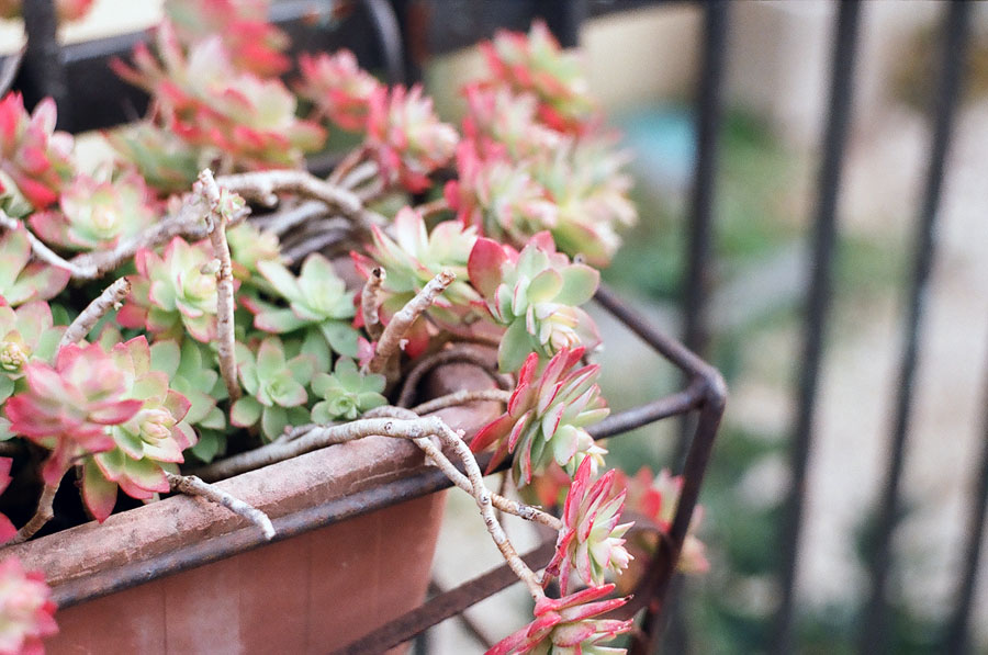 Film photography - Zenit Film Camera - maricandance - succulents in Italy