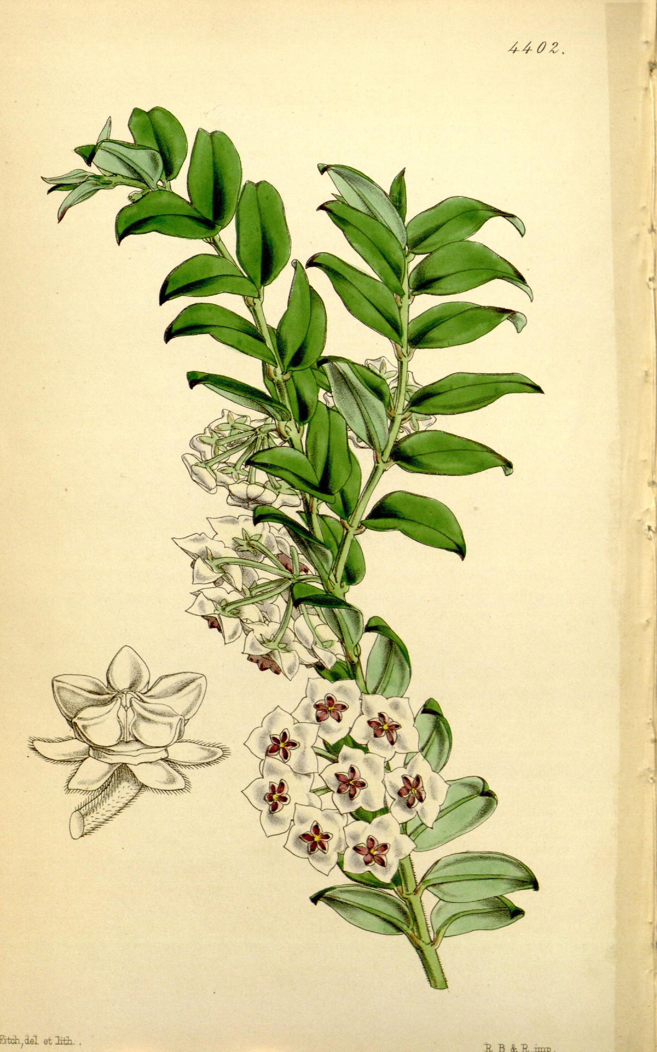 Hoya bella - Curtis's botanical magazine 1848 - p4402