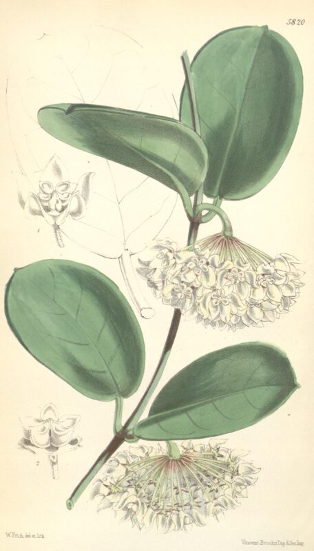 Hoya australis - Curtis's Botanical Magazine, vol.96 - p.5820 - 1870