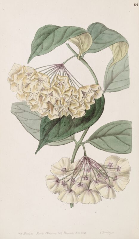 Hoya campanulata – Edwards’s Botanical Register, vol.33 – p.54 – 1847