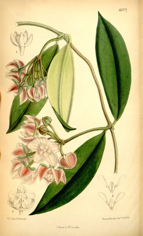 Hoya griffithii - Curtis's Botanical Magazine, vol.112 - p.6877 - 1897