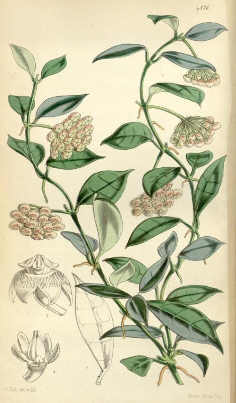 Hoya lacunosa - Curtis's Botanical Magazine, vol.81 - p.4826 - 1855