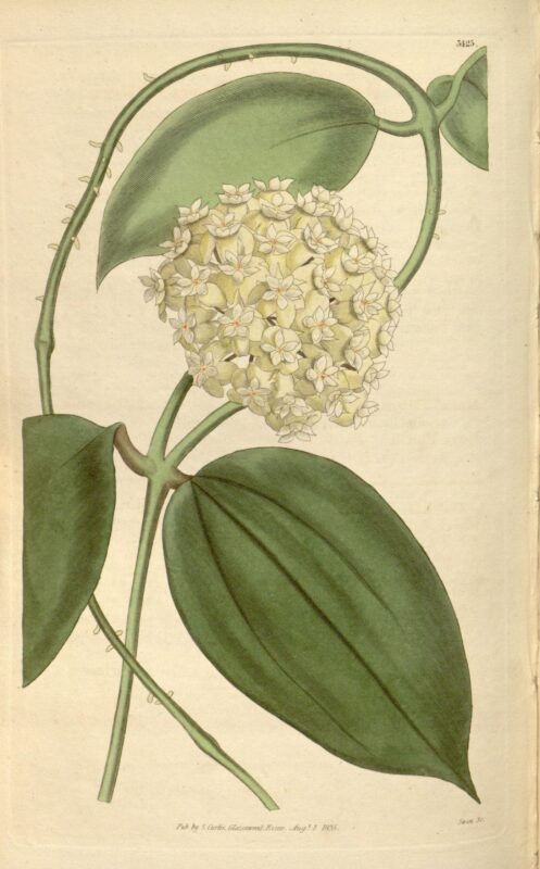 Hoya pottsii - Curtis's Botanical Magazine, vol.62 - p.3425 - 1835