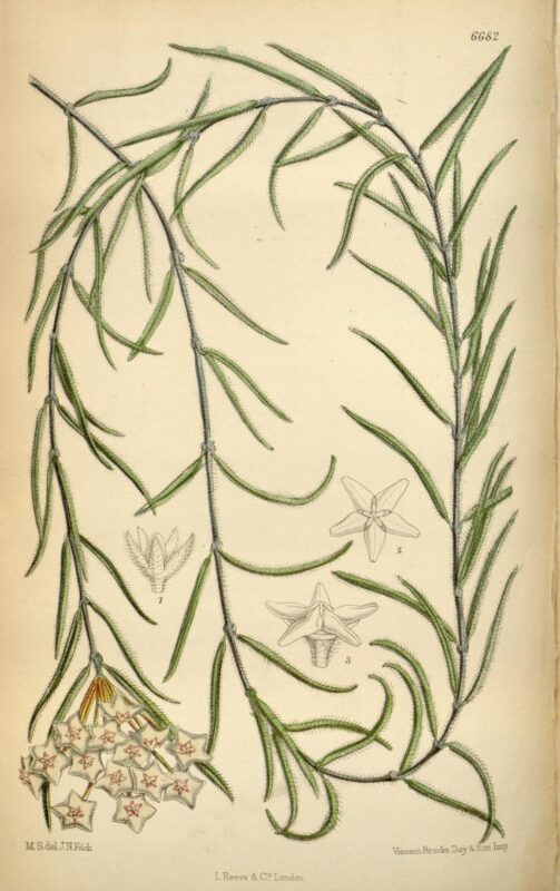 Hoya linearis - Curtis's Botanical Magazine, vol.109 - p.6682 -1883