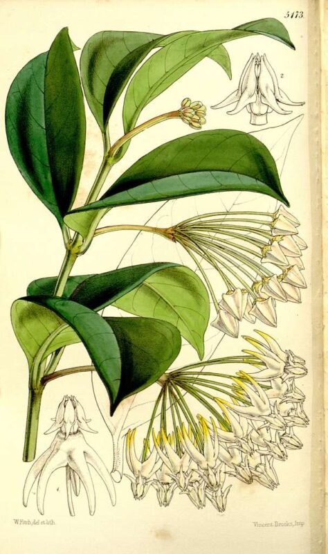 Hoya multiflora - Curtis's Botanical Magazine, vol.86 - p.5173 -1860