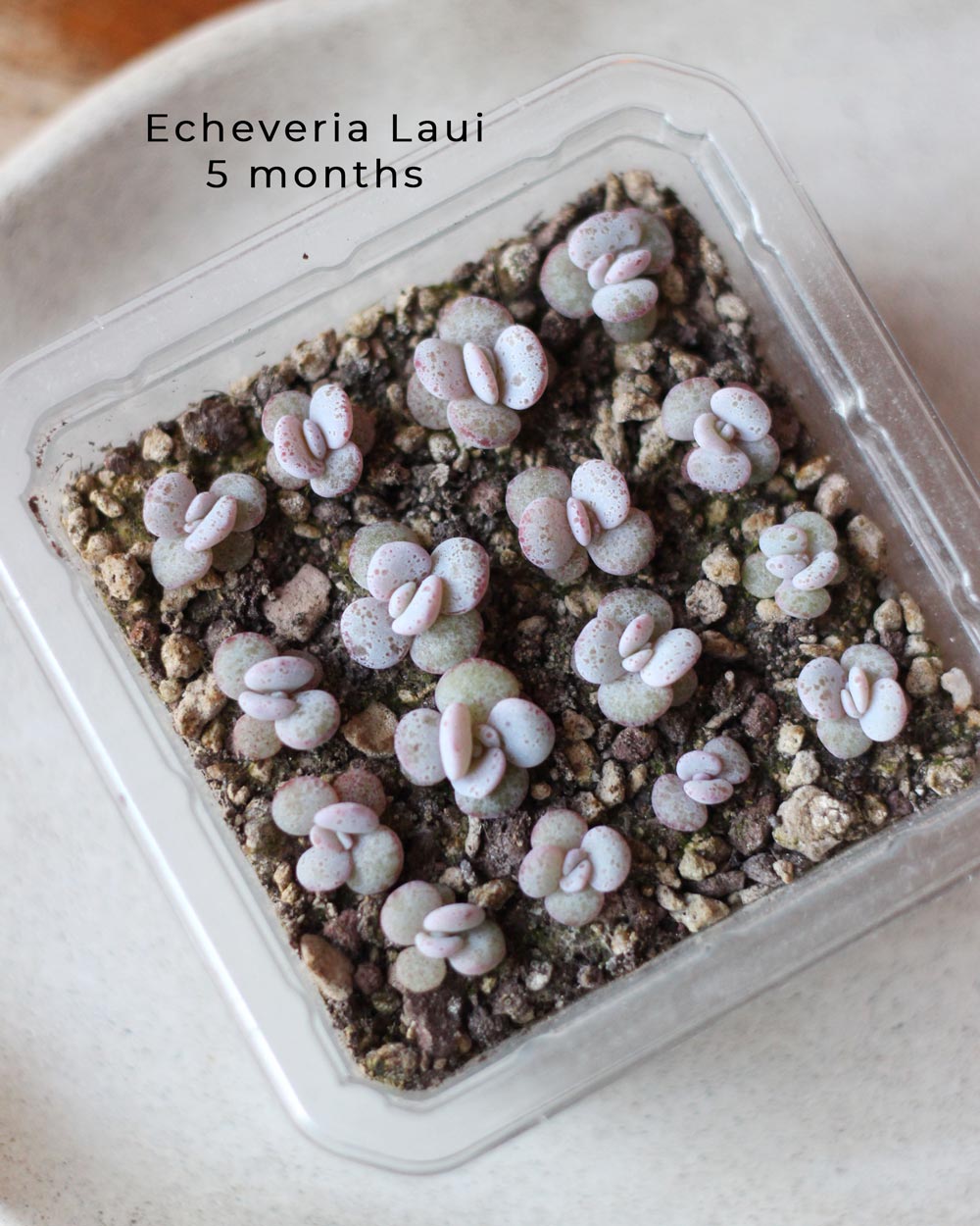 Echeveria Laui Seeds - 10 Succulent Seeds