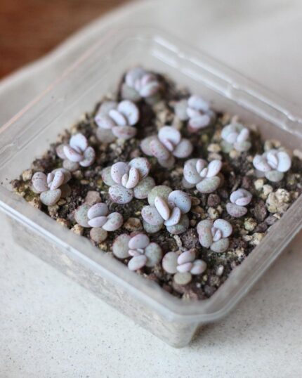 Echeveria Laui Seeds - 10 Succulent Seeds