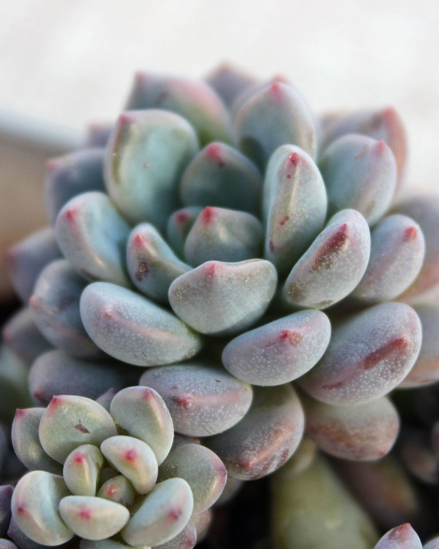 Echeveria Amoena Perote Seeds - 10 Seeds