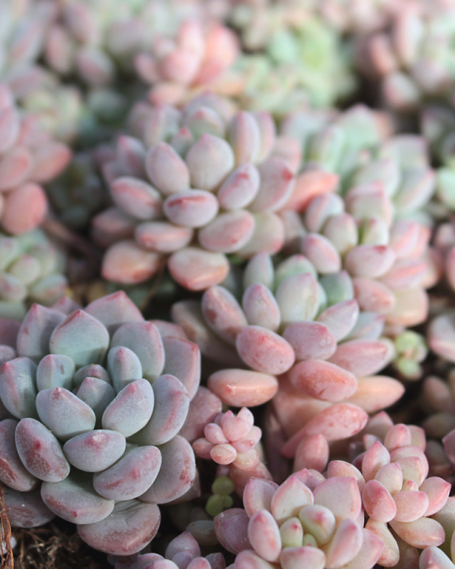 Echeveria Amoena Perote Seeds - 10 Seeds