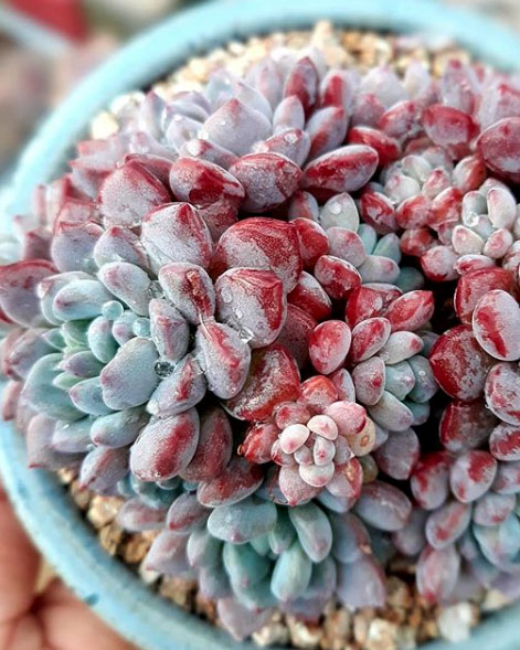 Echeveria Amoena Perote Seeds - 10 Seeds