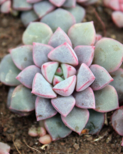 Echeveria Subcorymbosa Seeds - 10 Seeds