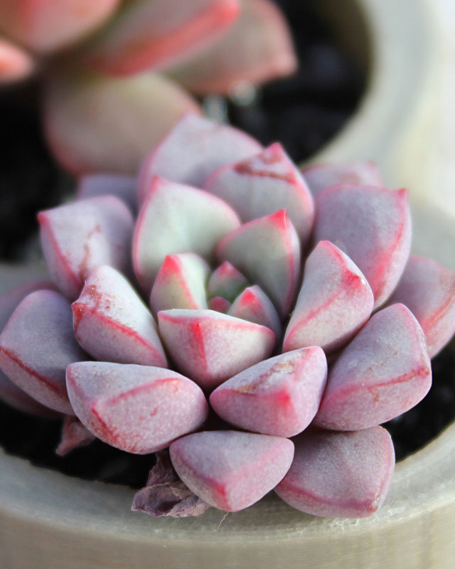 Echeveria Subcorymbosa Seeds - 10 Seeds