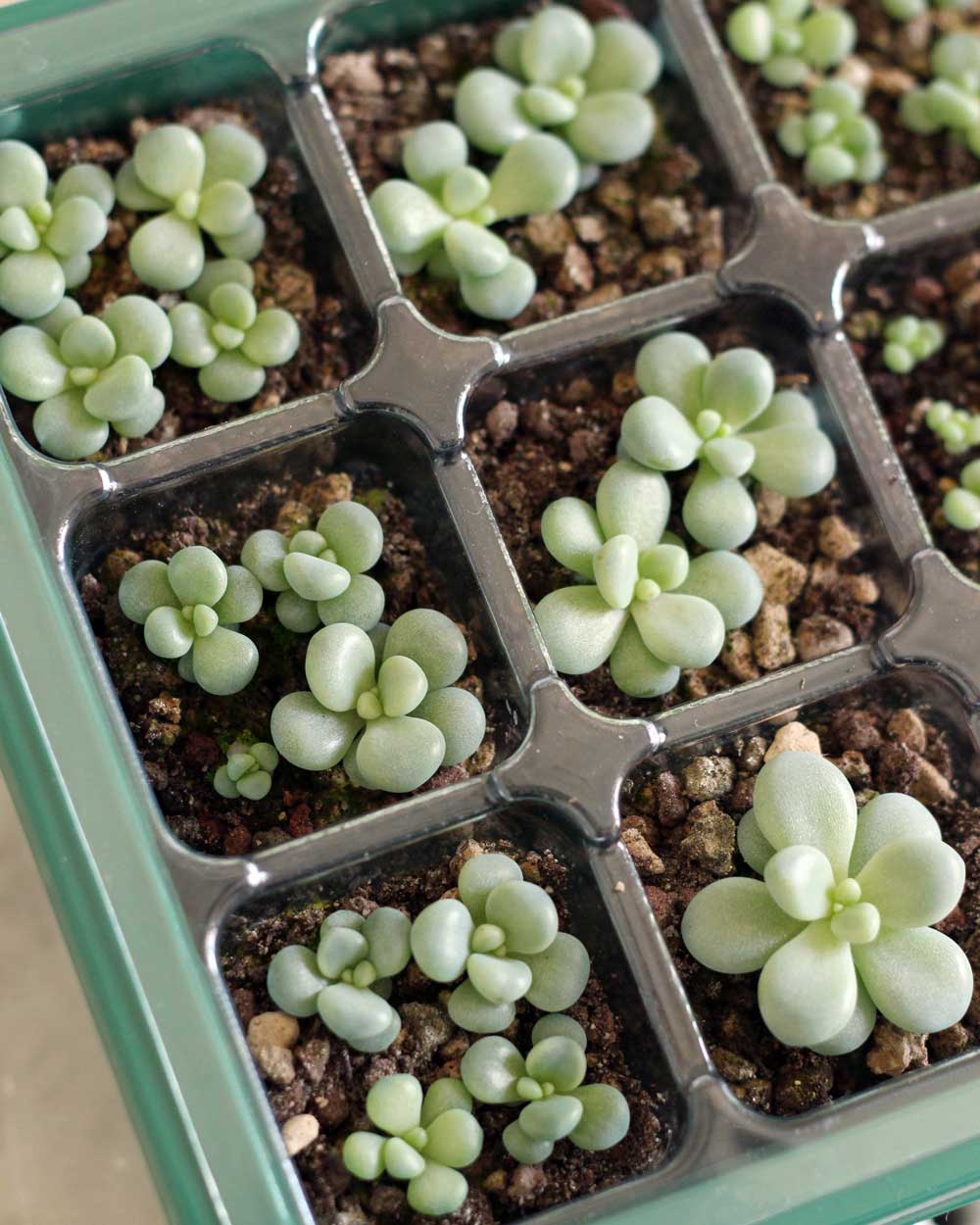 Graptopetalum Amethystinum Seeds - 10 Seeds