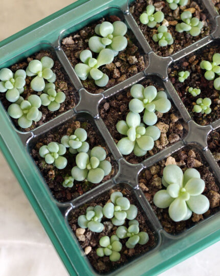 Graptopetalum Amethystinum Seeds - 10 Seeds