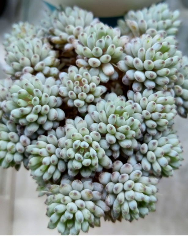 Graptopetalum Pachyphyllum Bluebean Seeds - 10 Seeds