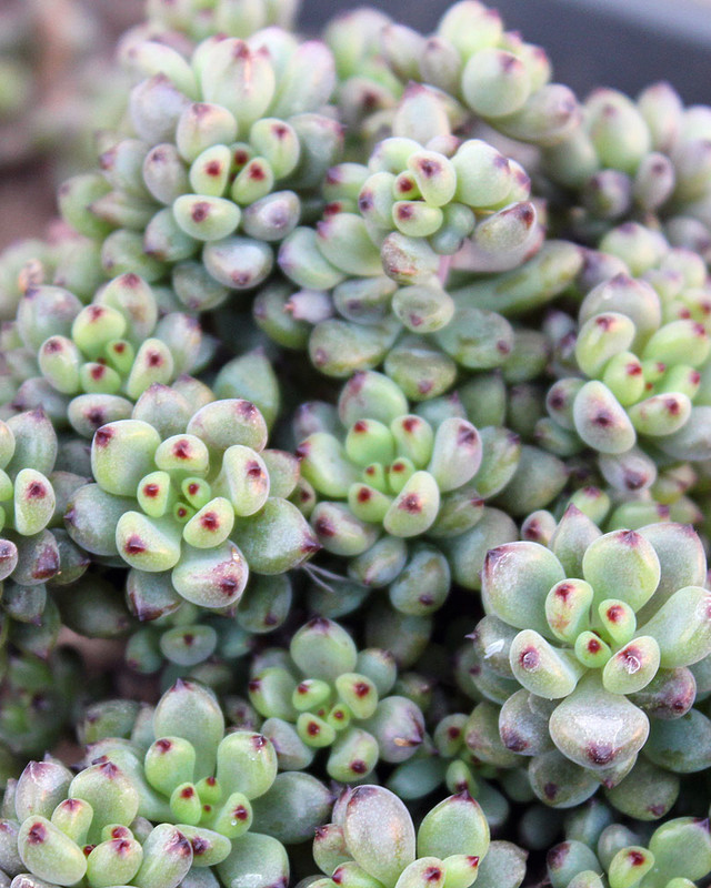 Graptopetalum Pachyphyllum Bluebean Seeds - 10 Seeds