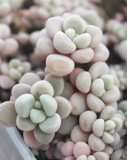 Graptosedum Mendozae Seeds - 10 Seeds