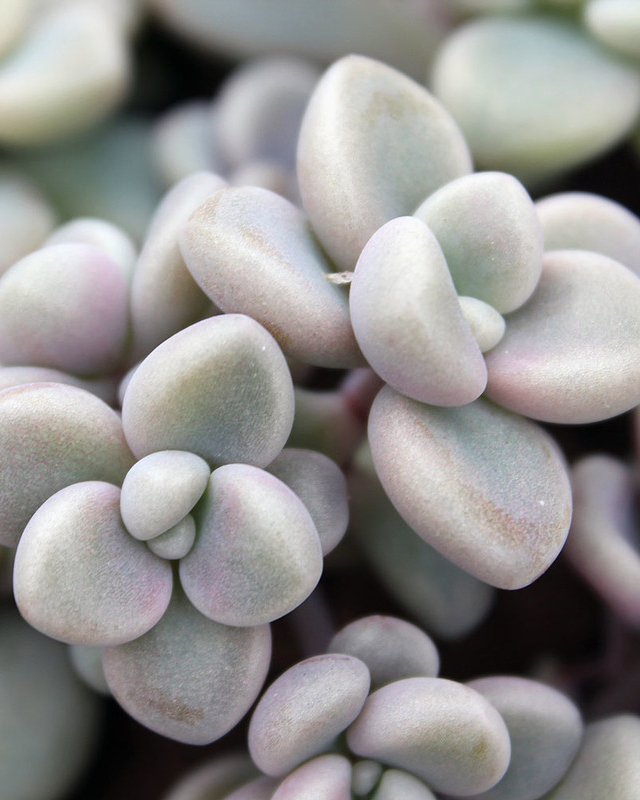 Graptosedum Mendozae Seeds - 10 Seeds