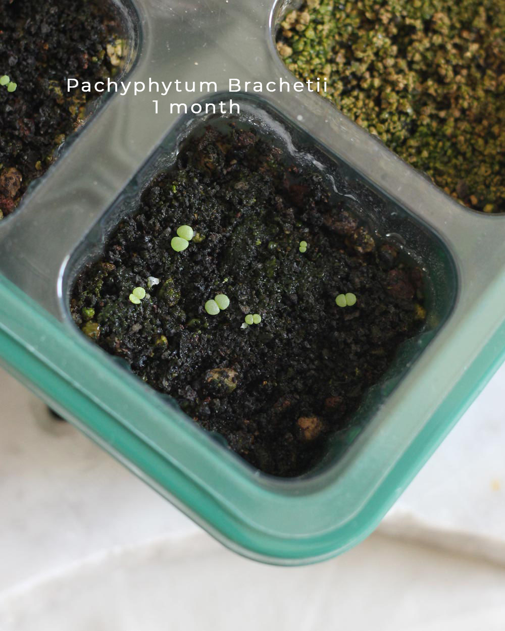 Pachyphytum Brachetii Seeds - 10 Seeds