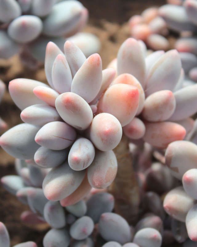 Pachyphytum Brachetii Seeds - 10 Seeds