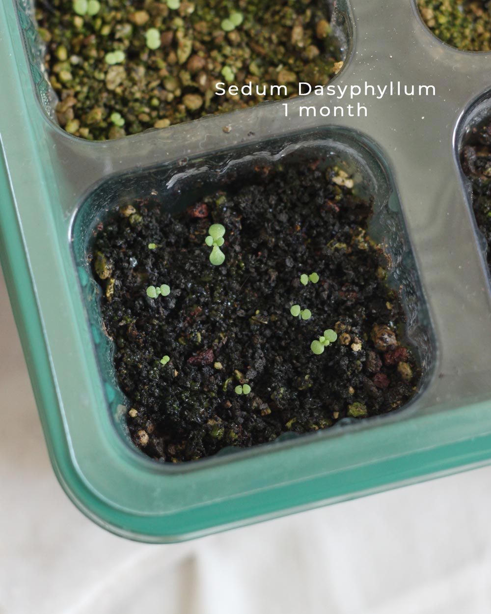 Sedum Dasyphyllum Seeds - 10 Seeds