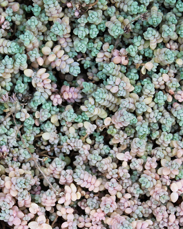 Sedum Dasyphyllum Seeds - 10 Seeds