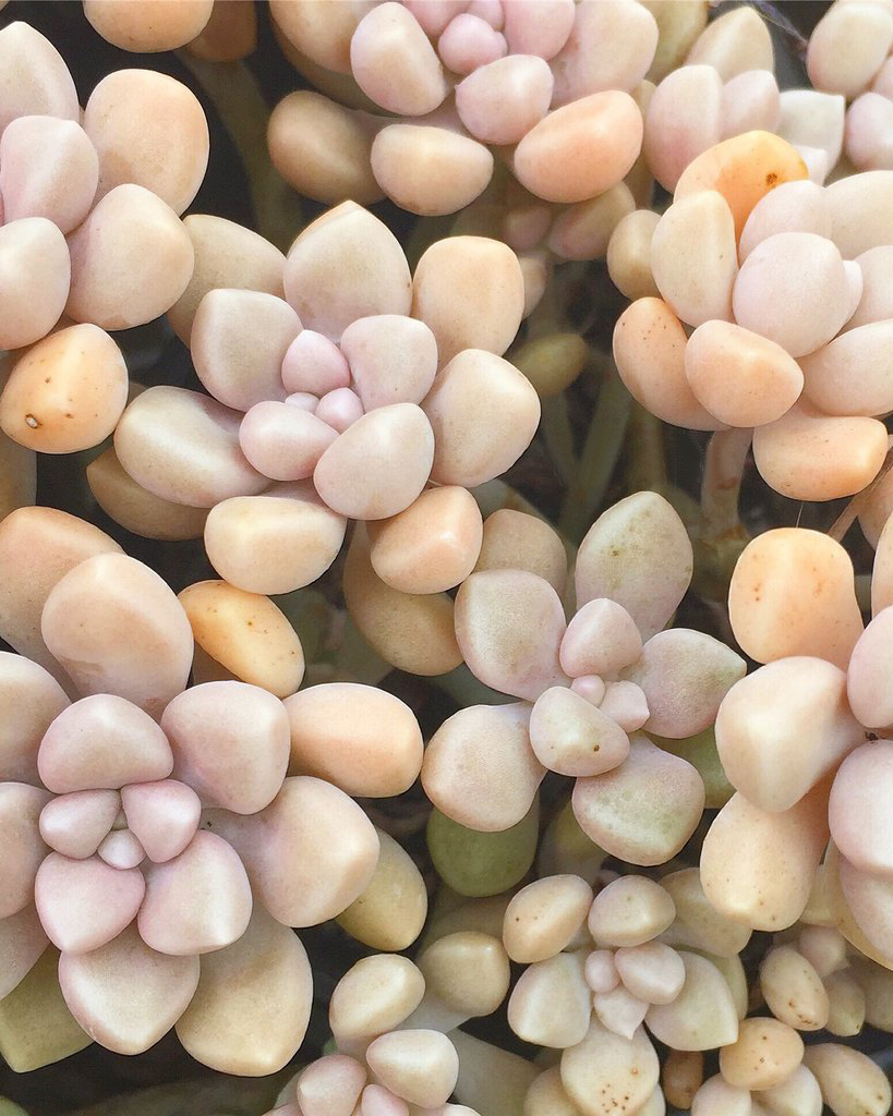 Graptosedum Mendozae Seeds - 10 Seeds