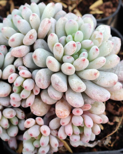 Graptopetalum Pachyphyllum Bluebean Seeds - 10 Seeds