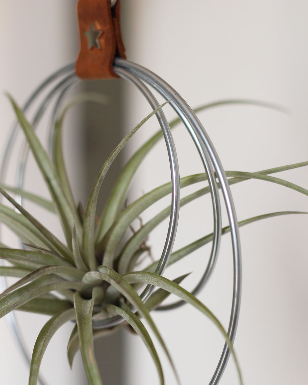 Hanging Air Plant Holder