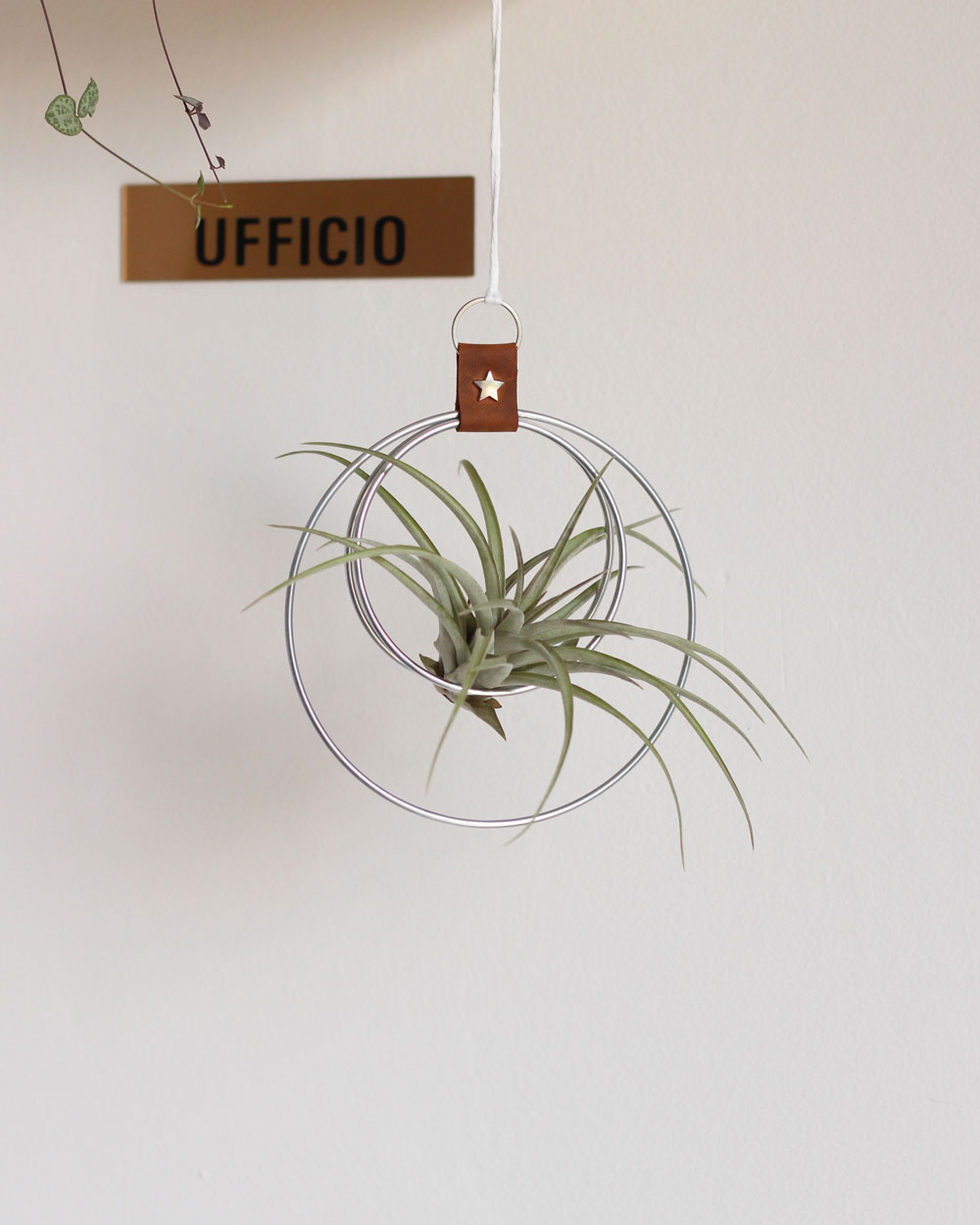 Hanging Air Plant Holder