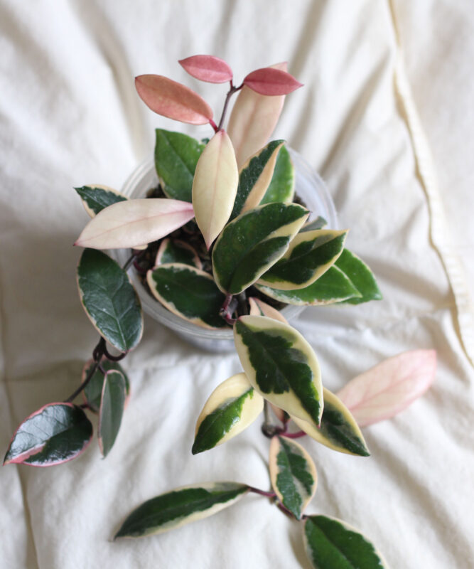 Hoya Flamingo Dream in Semi-Hydro - maricandance