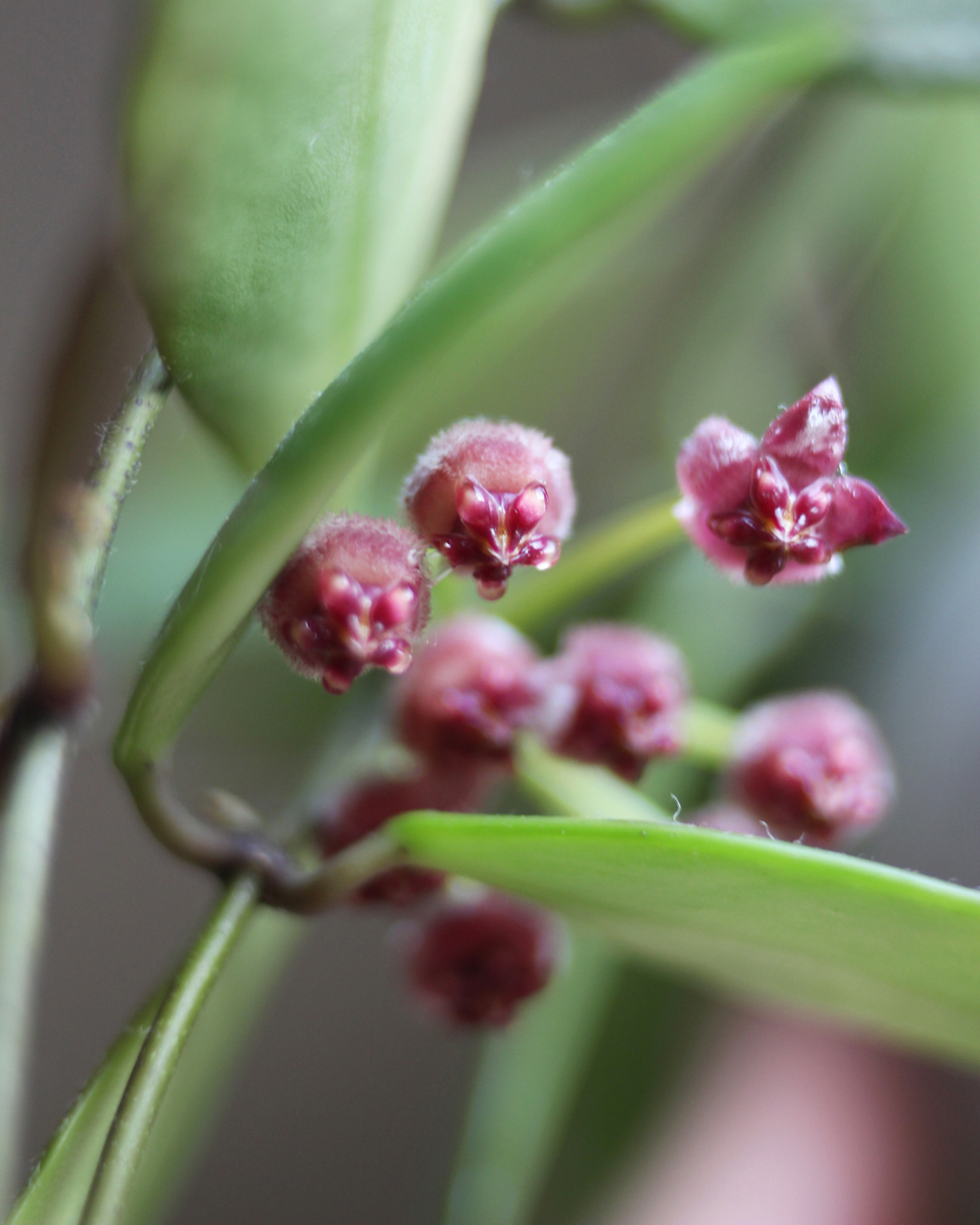Hoya Memoria