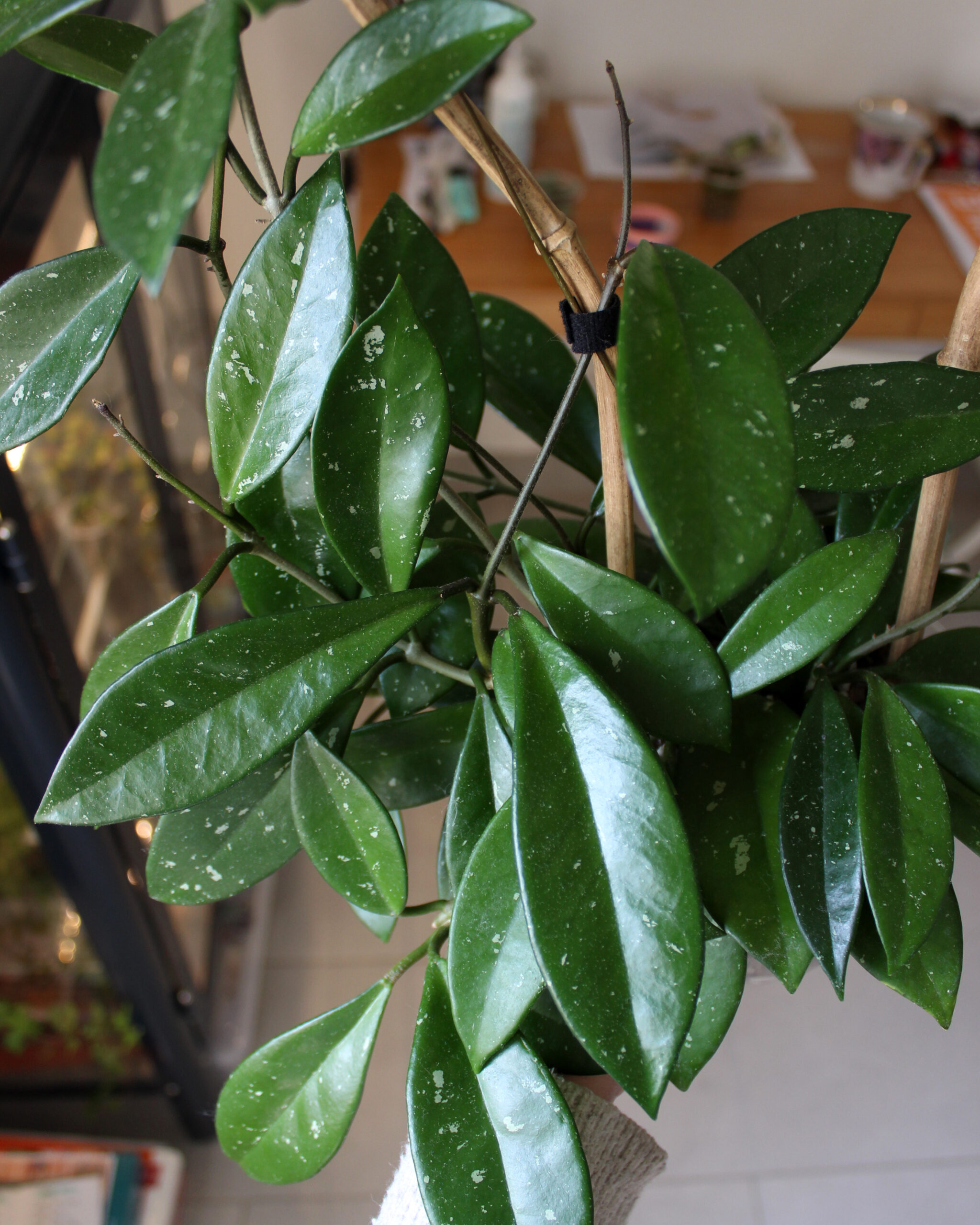 Hoya сarnosa Green Ghost